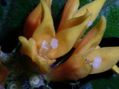 Hoffmannia limonensis