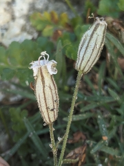 Silene sargentii