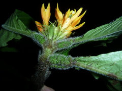 Hoffmannia limonensis