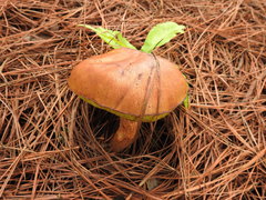 Aureoboletus projectellus