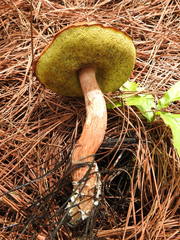 Aureoboletus projectellus