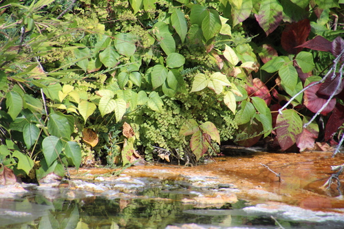 Adiantum capillus-veneris iNat (1)
