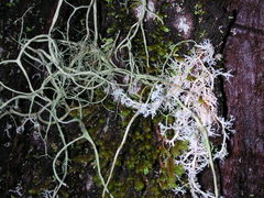 Cladonia arbuscula mitis