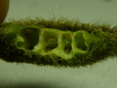 Hoffmannia limonensis