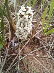 Lomandra juncea
