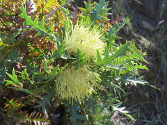 Banksia armata