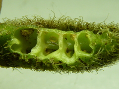 Hoffmannia limonensis