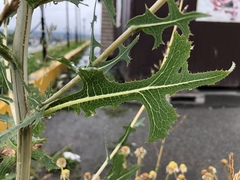 Lactuca serriola
