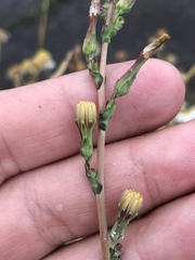 Lactuca serriola