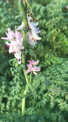 Corydalis caseana brandegeei