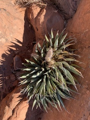 Agave utahensis