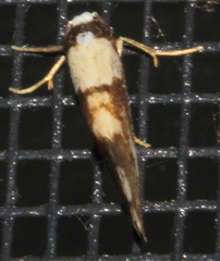 Philenora elegans