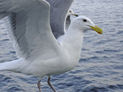 Larus glaucescens