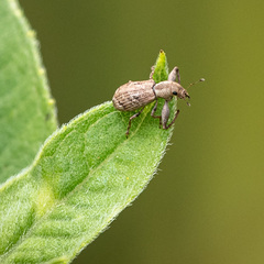 Pandeleteius defectus