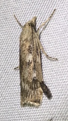 Occidentalia comptulatalis