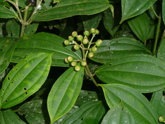 Conostegia tenuifolia image