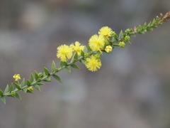 Acacia amblygona