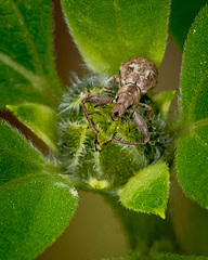 Pandeleteius defectus