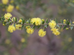 Acacia amblygona