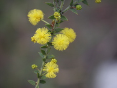 Acacia amblygona