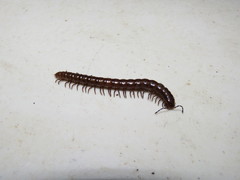 Antichiropus variabilis