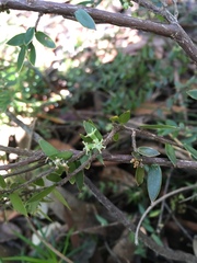 Acrotriche divaricata