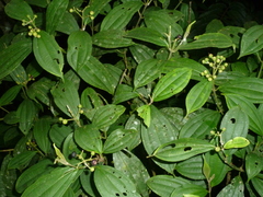 Miconia tenuifolia