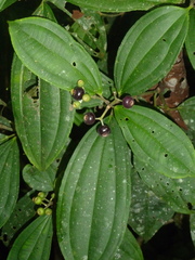 Miconia tenuifolia