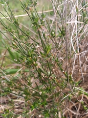 Opercularia turpis
