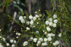 Acacia brunioides