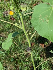 Abutilon theophrasti