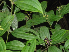 Miconia tenuifolia
