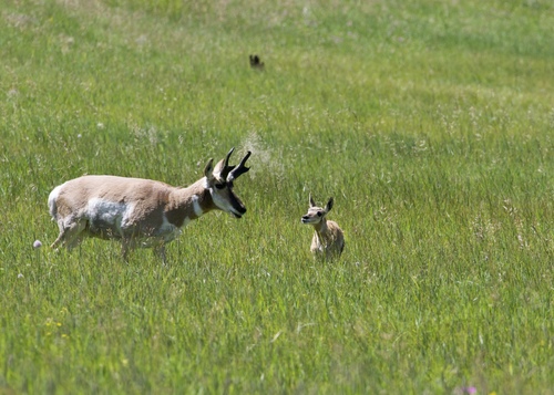 Pronghorn (Antilocapra americana)