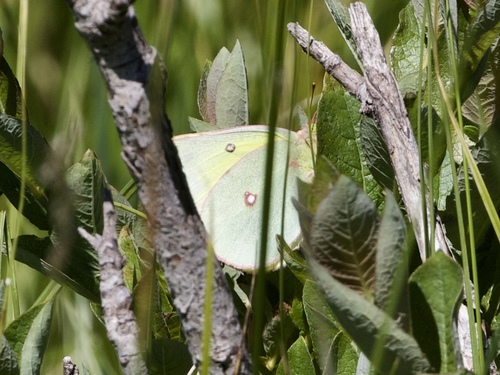 Giant Sulphur photo 3