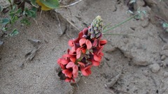 Indigofera procumbens