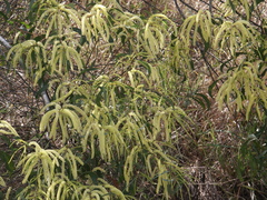 Acacia concurrens