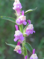 Sairocarpus multiflorus