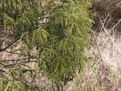 Acacia concurrens