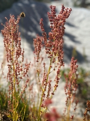 Rumex paucifolius