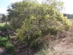 Acacia concurrens