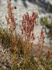 Rumex paucifolius