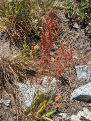 Rumex paucifolius