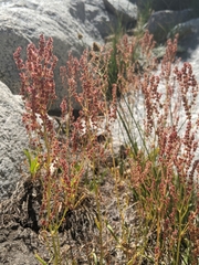 Rumex paucifolius