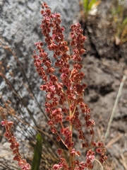 Rumex paucifolius