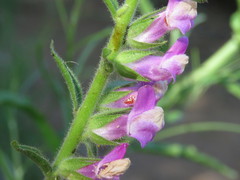 Sairocarpus multiflorus