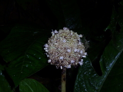 Image of Psychotria alfaroana