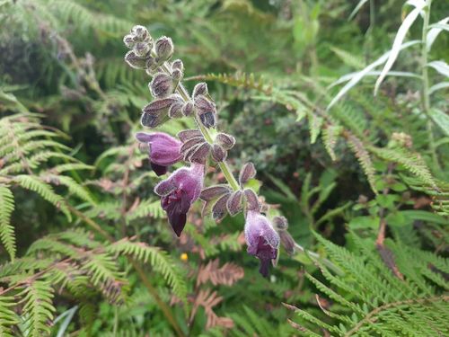 Salvia castanea