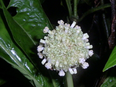 Psychotria alfaroana
