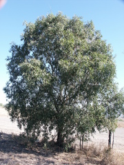 Acacia fasciculifera