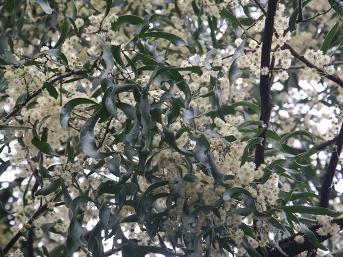Acacia fasciculifera F.Muell. ex Benth.